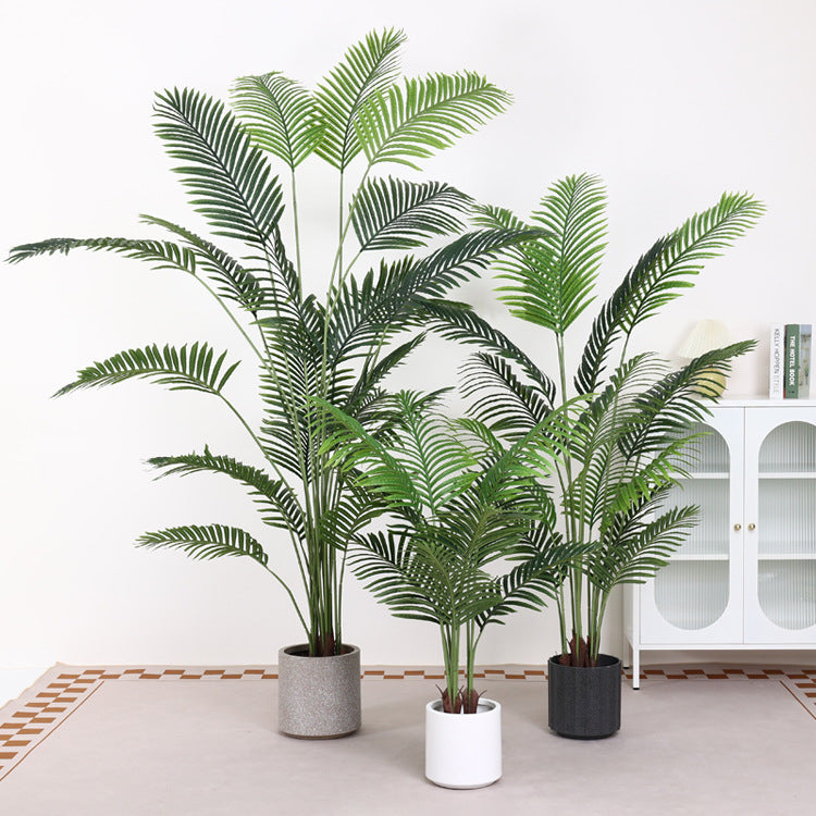 Areca Palm
