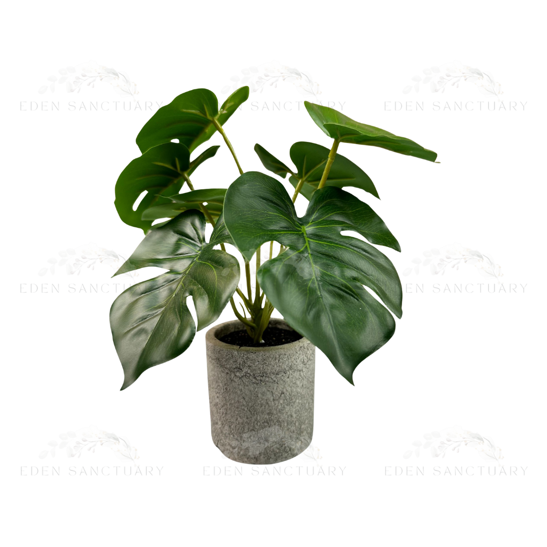 Monstera Plant Lush (S)