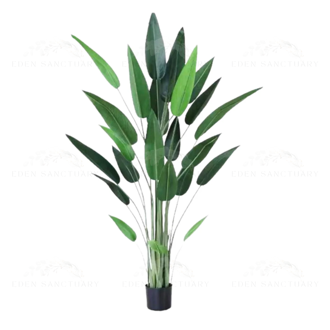 Bird Of Paradise Plant
