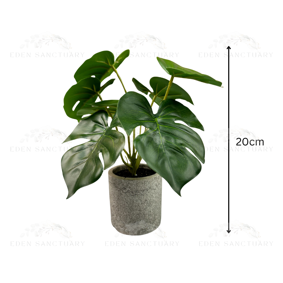 Monstera Plant Lush (S)