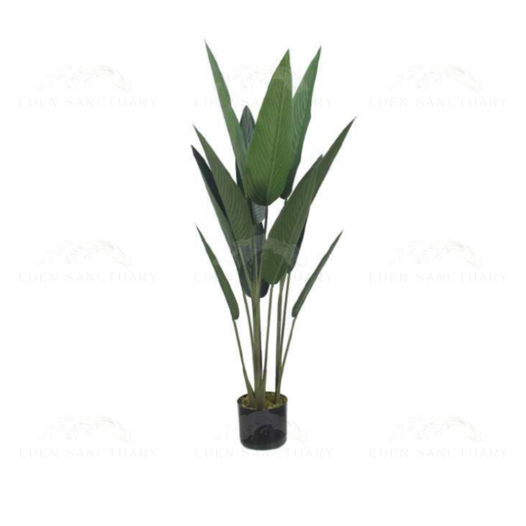 Bird Of Paradise Plant
