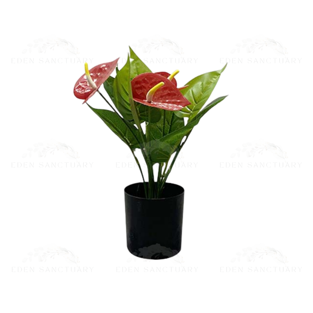 Red Anthurium Plant (S)
