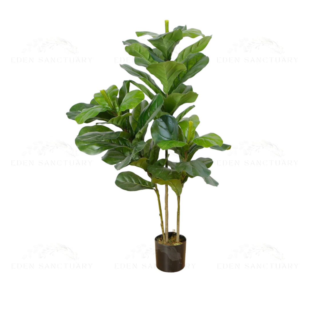 Fiddle Fig