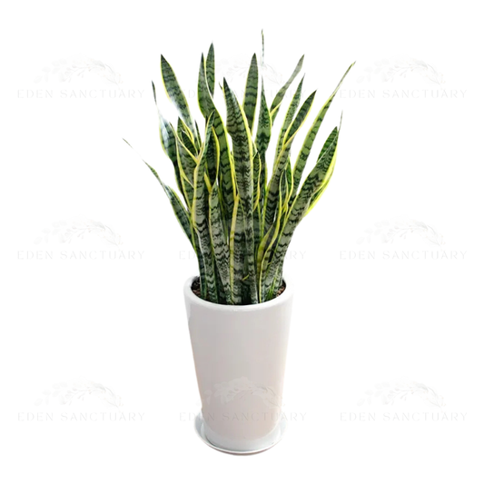 Sanssurria Plant (S)