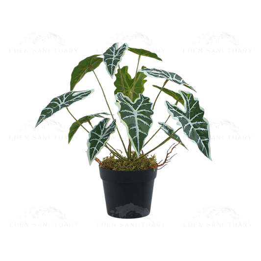 Alocasia Sanderiana (S)