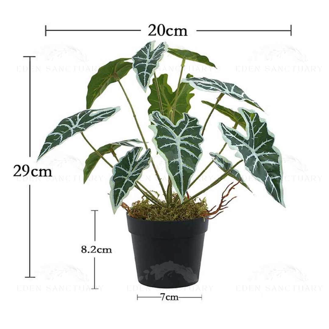 Alocasia Sanderiana (S)