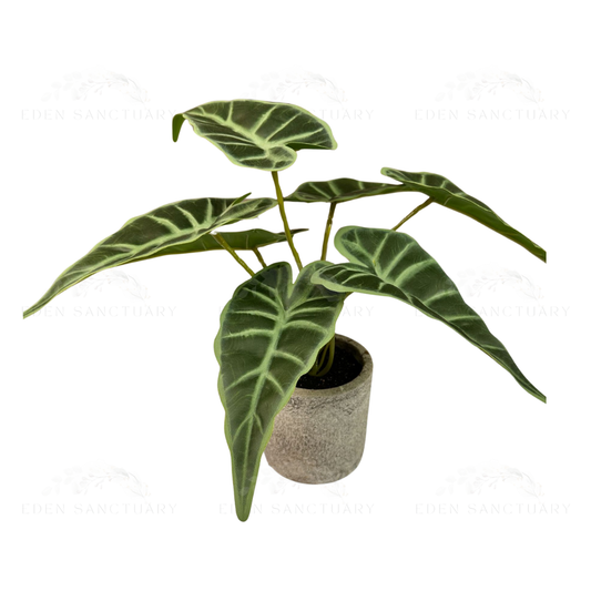 Alocasia Longiloba (S)