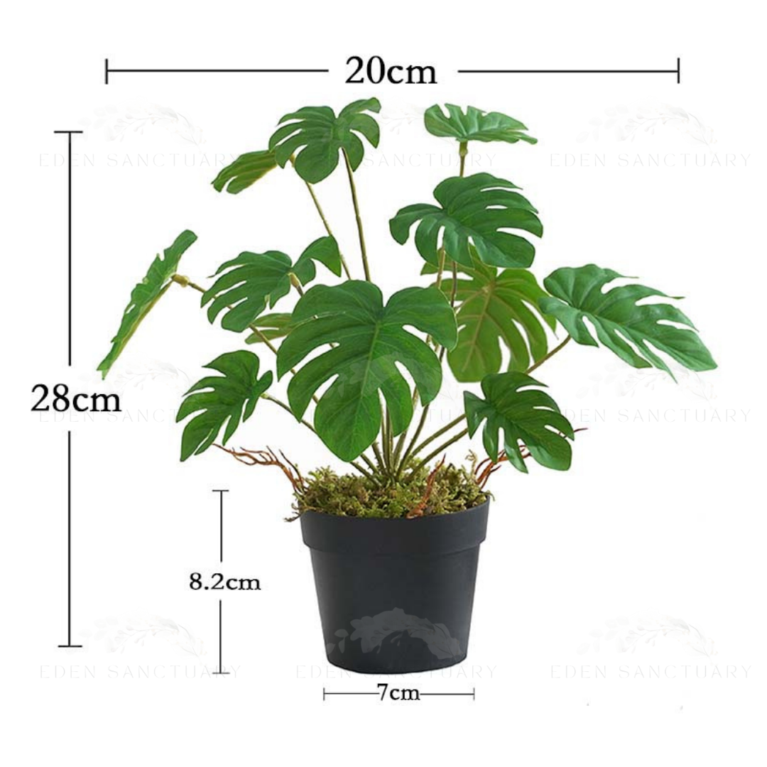 Monstera Plant Type 2 (S)