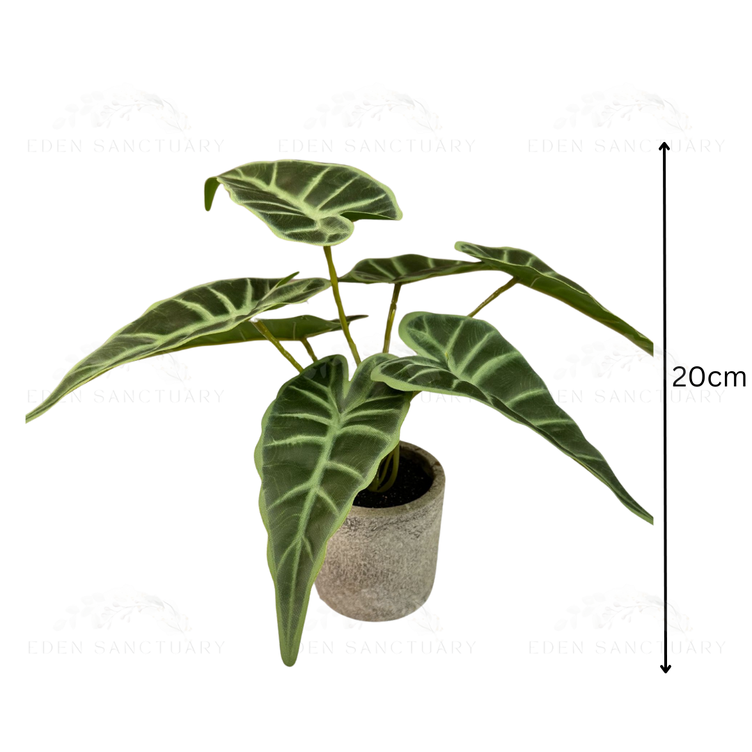 Alocasia Longiloba (S)