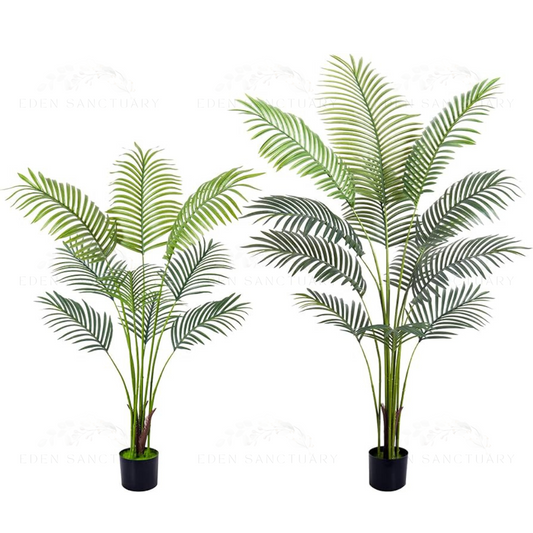 Areca Palm
