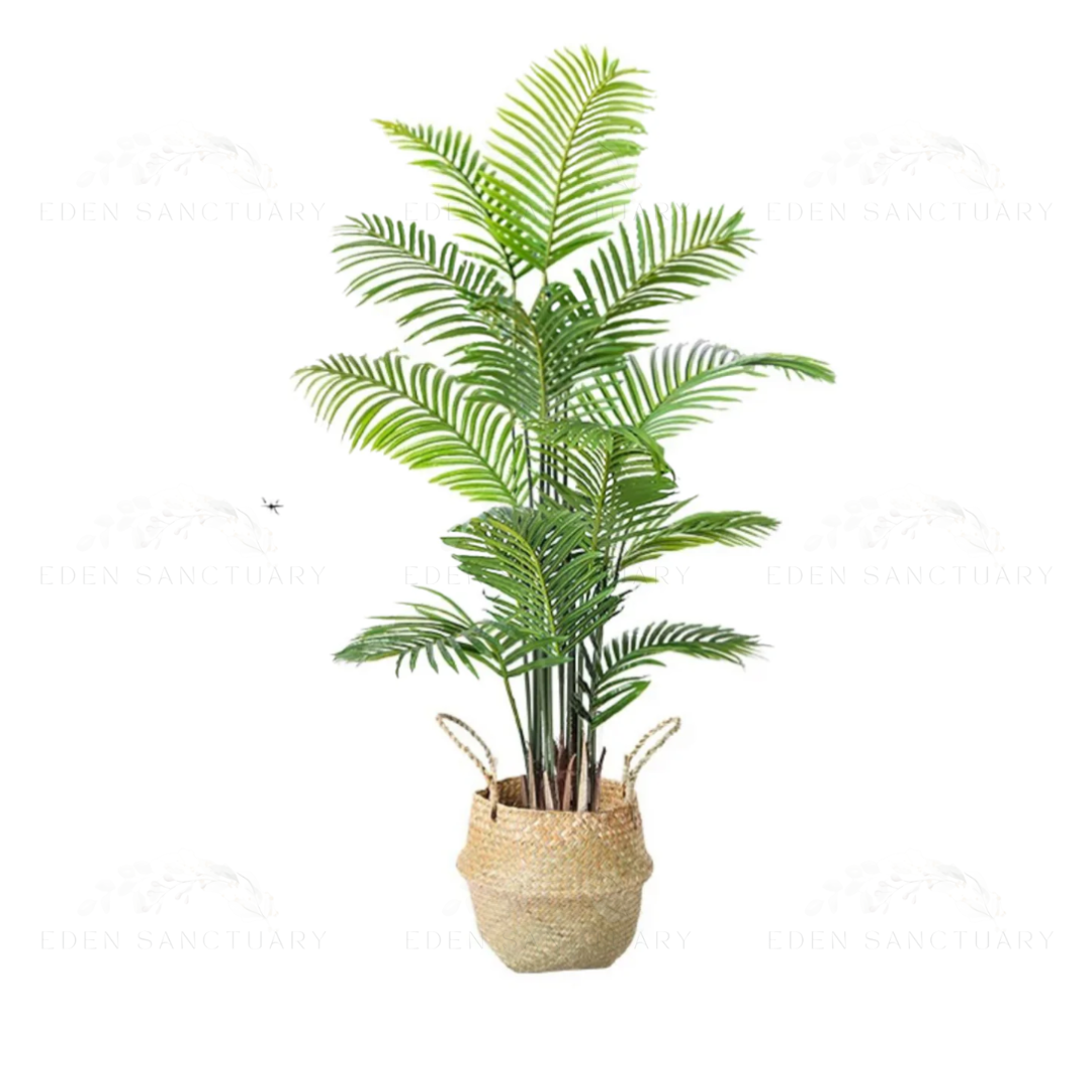 Areca Palm