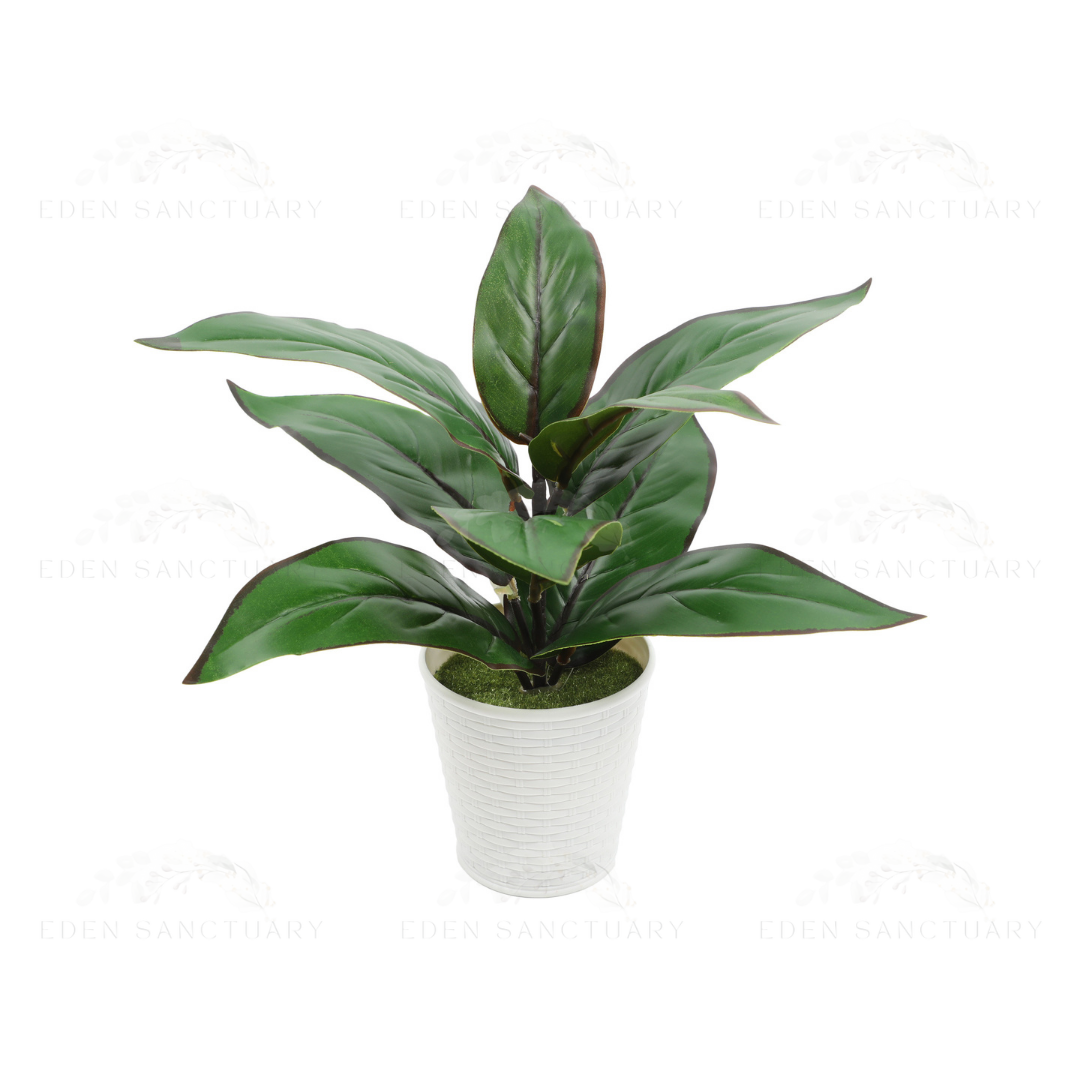 Aglaonema