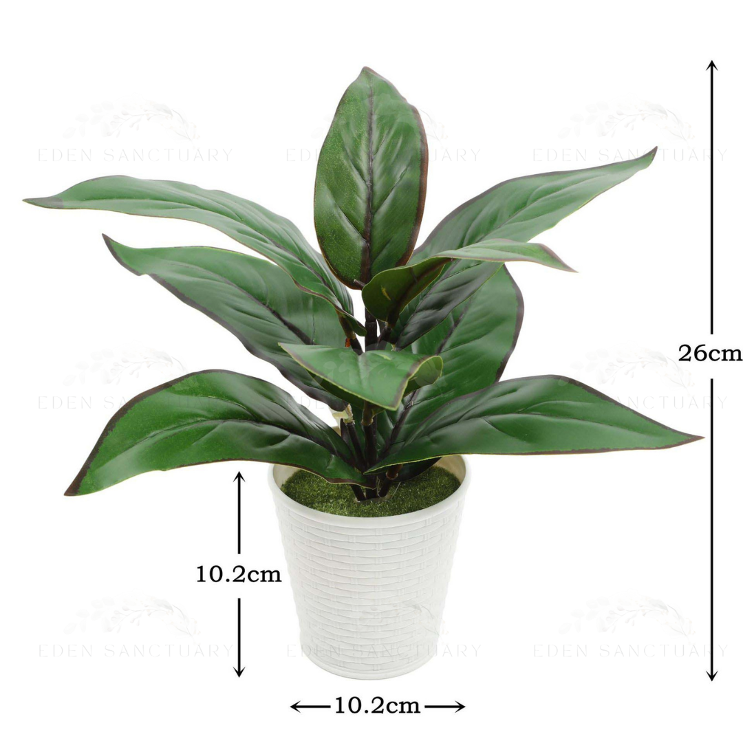 Aglaonema