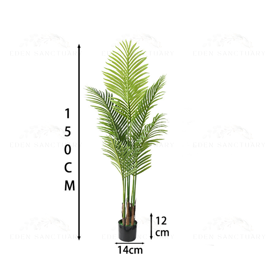 Areca Palm