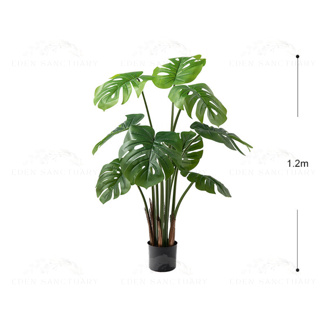 Monstera