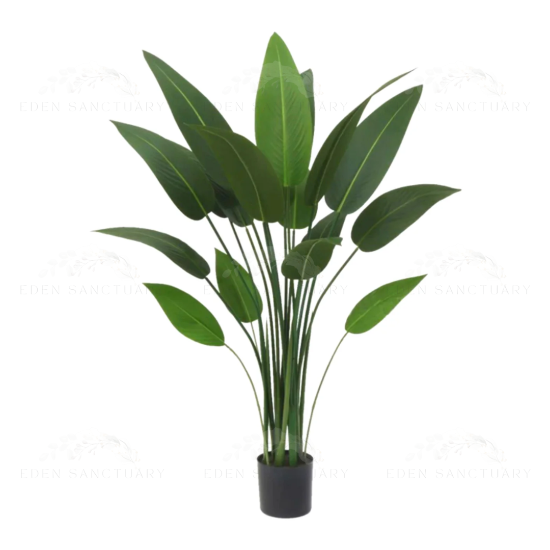 Bird Of Paradise Plant