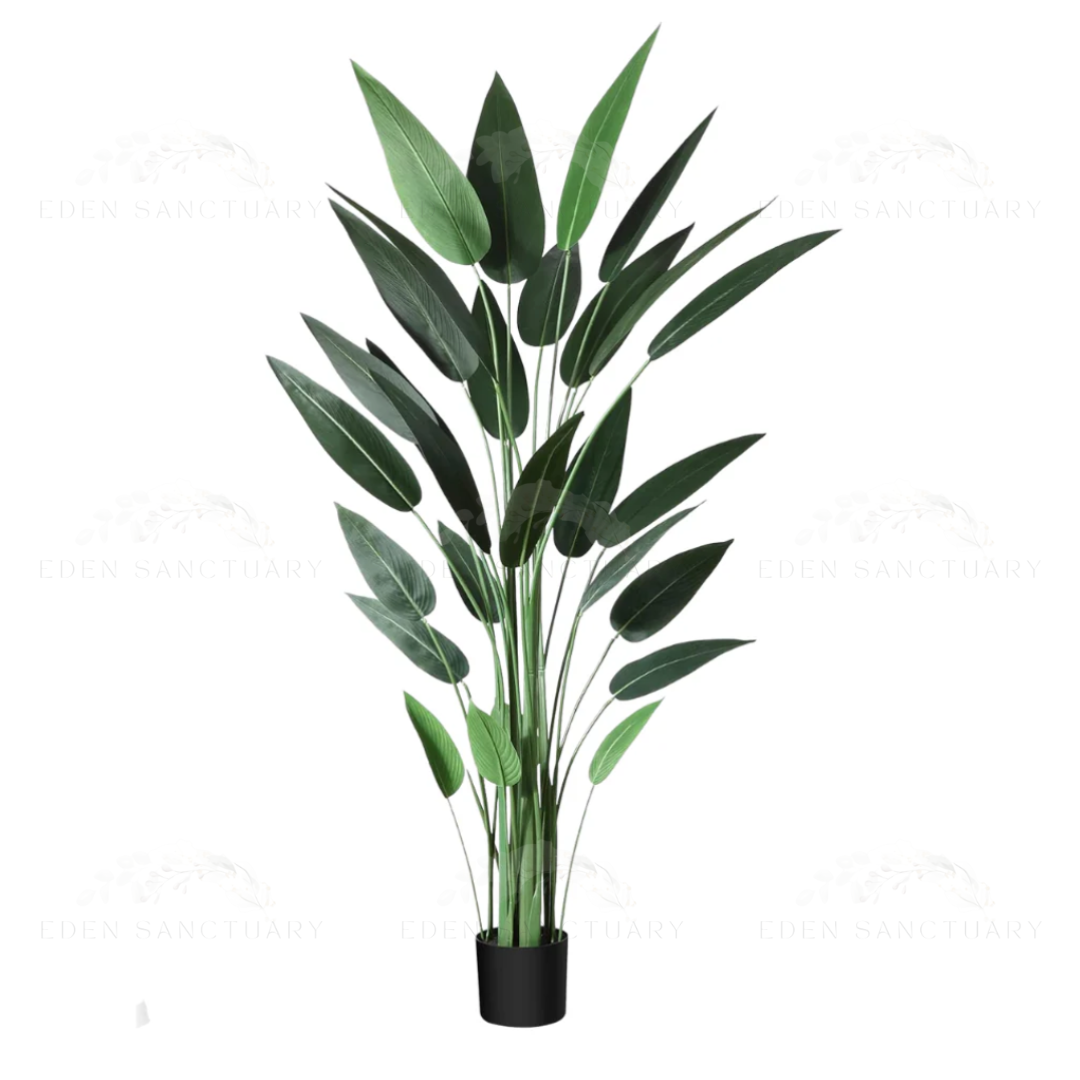 Bird Of Paradise Plant