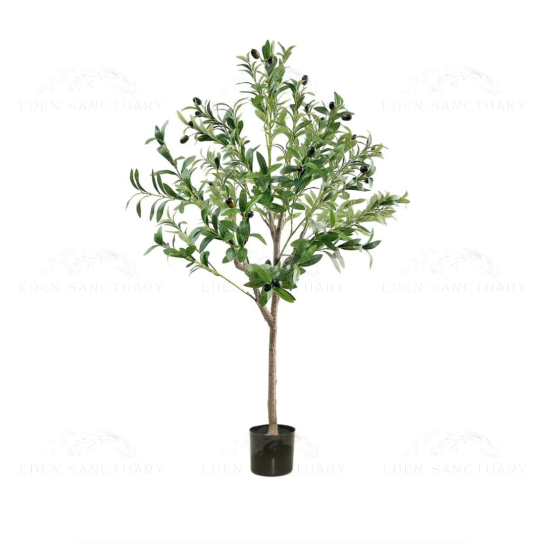 Olive Plant