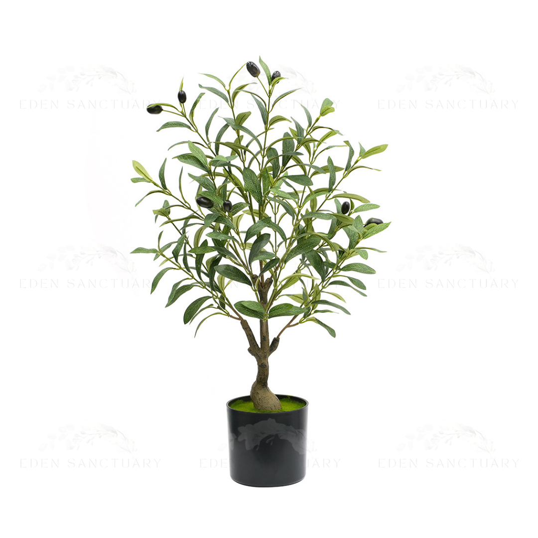 Olive Plant