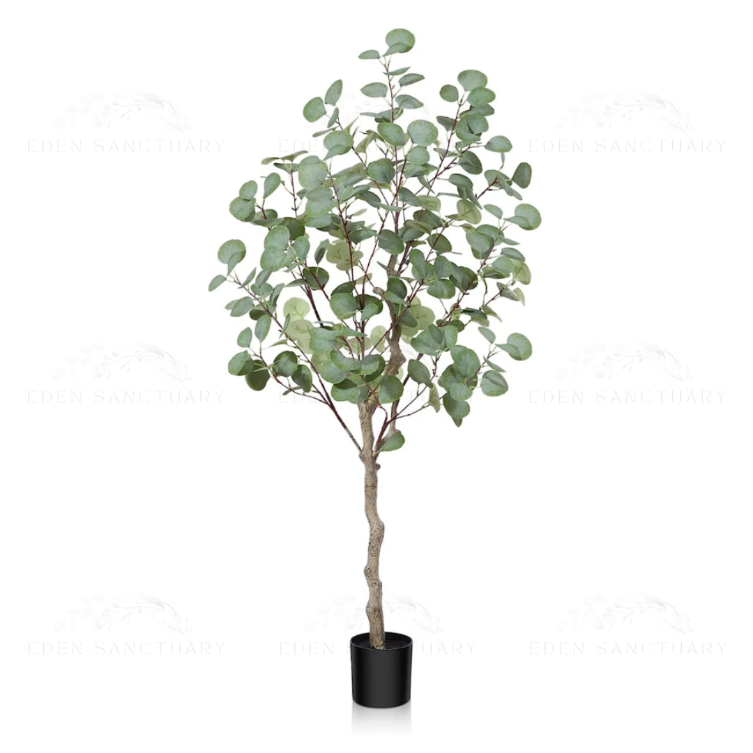 Eucalyptus Plant