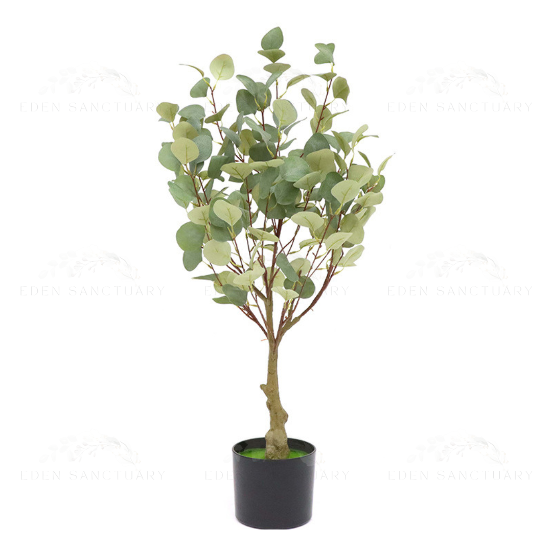 Eucalyptus Plant