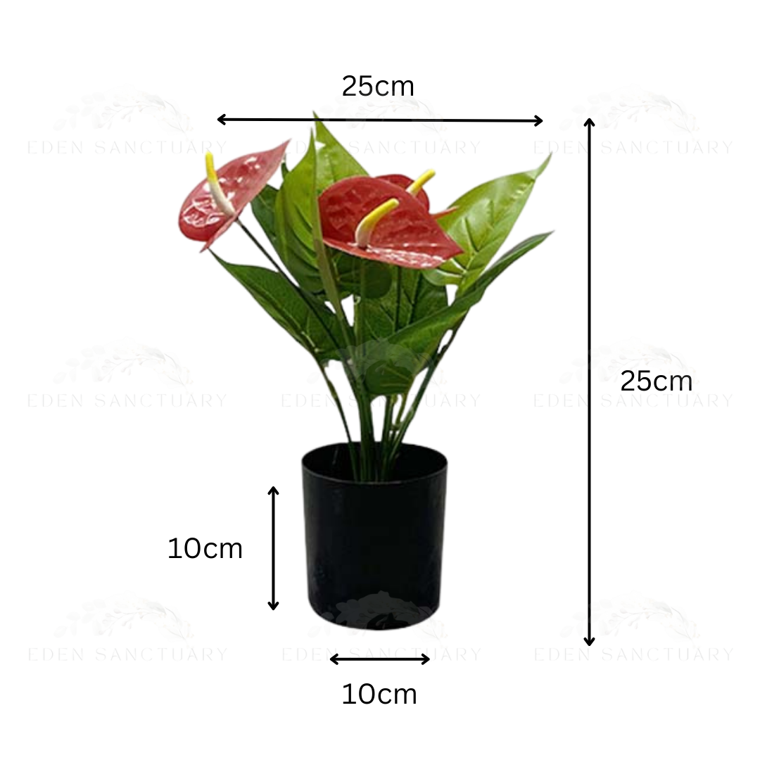 Red Anthurium Plant (S)
