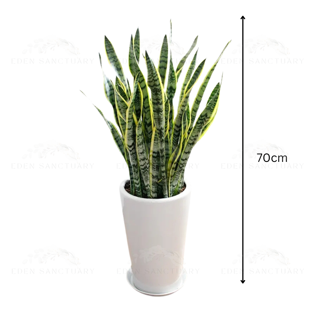 Sanssurria Plant (S)