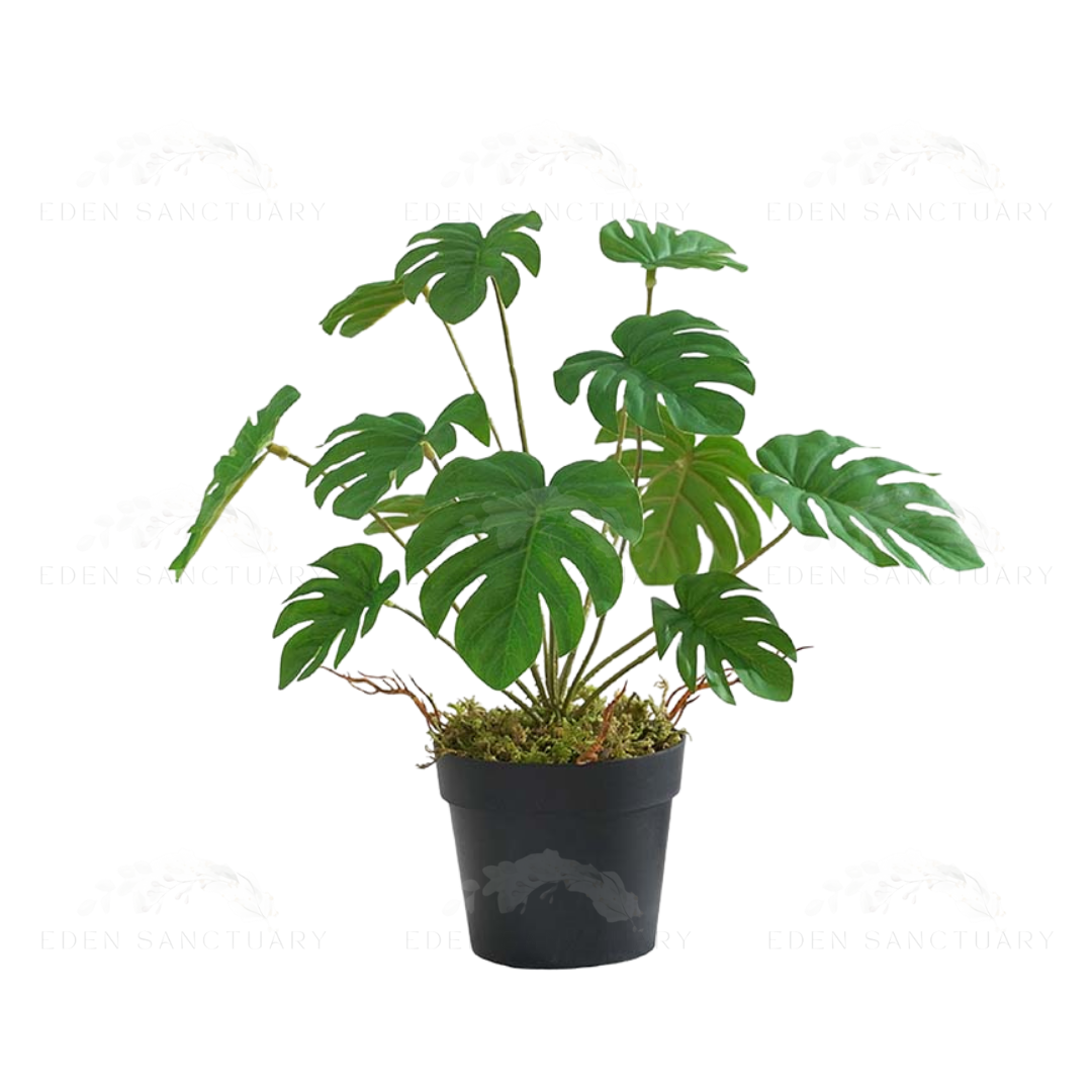 Monstera Plant Type 2 (S)