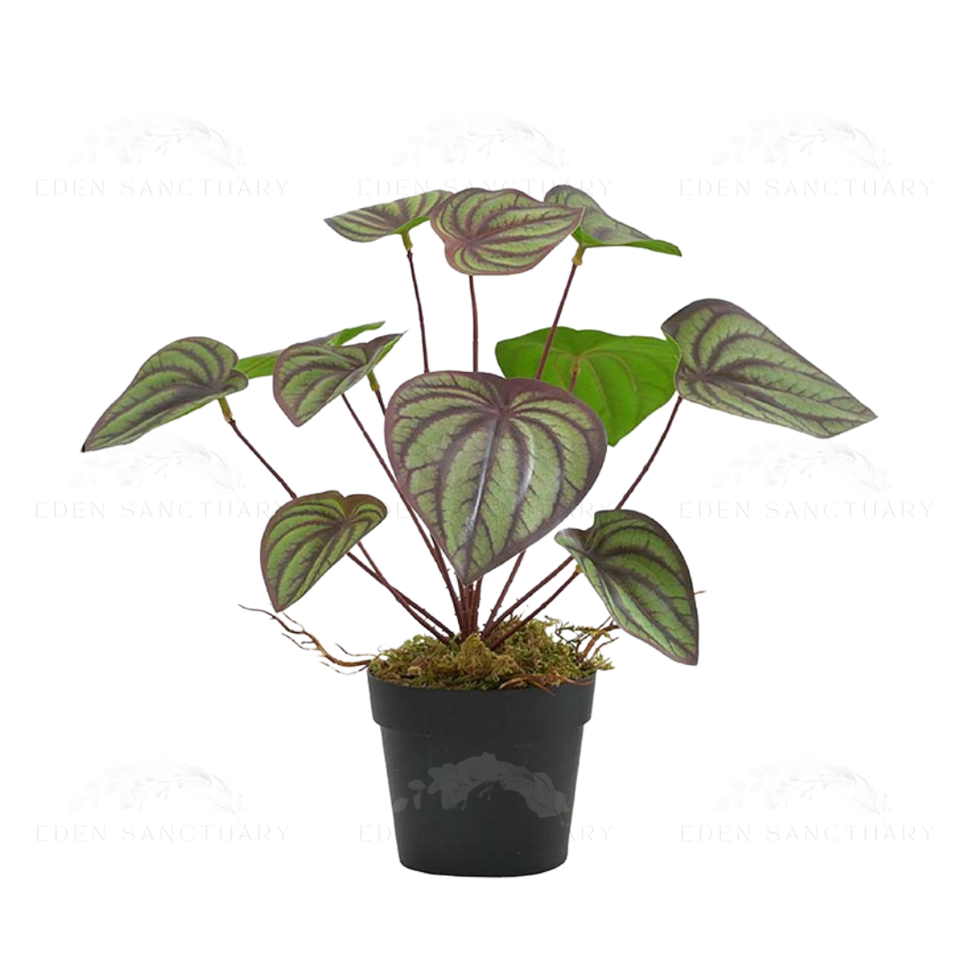 Peperomia Turboensis (S)