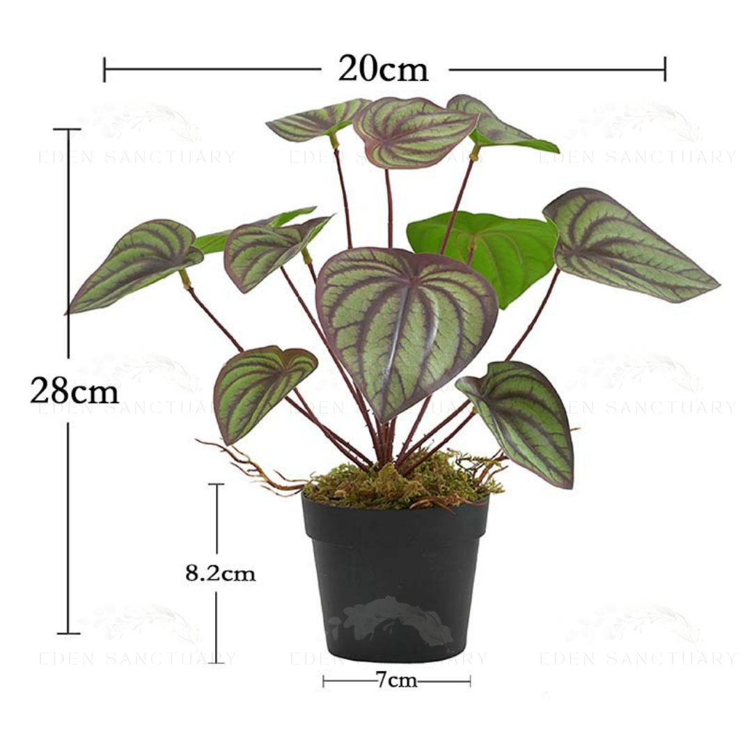 Peperomia Turboensis (S)