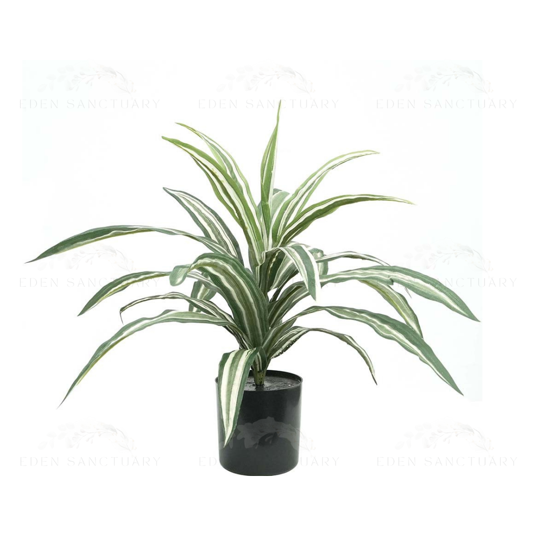 Dracaena Deremensis Plant (S)