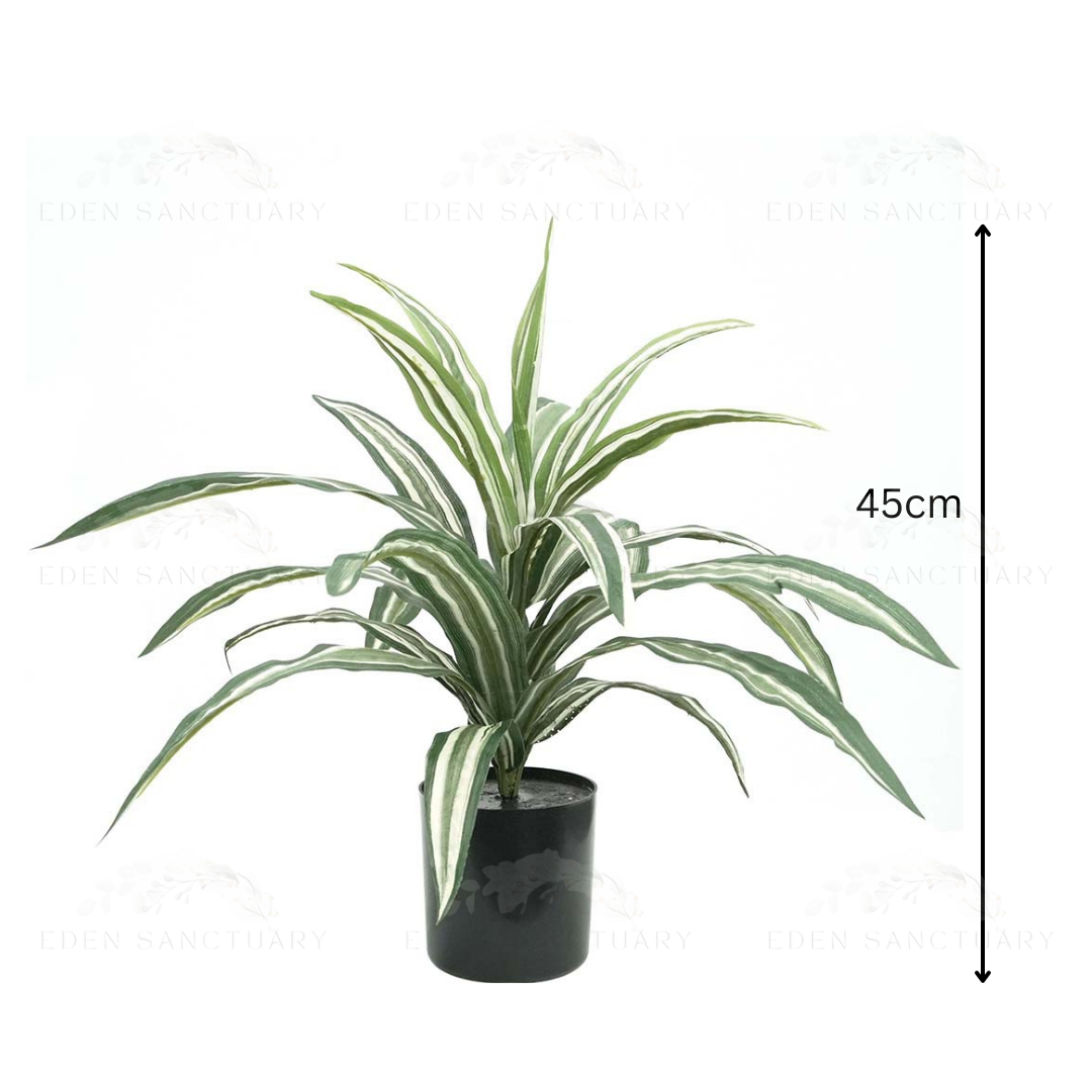 Dracaena Deremensis Plant (S)