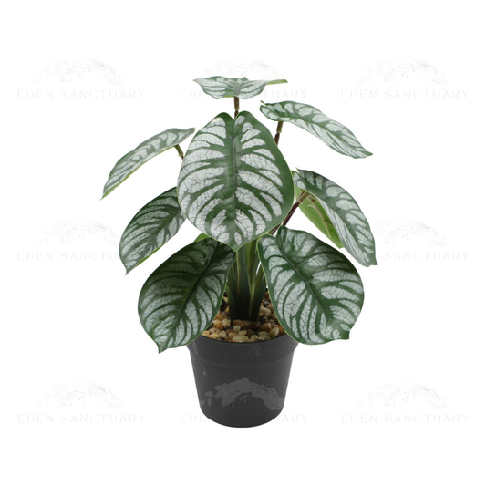 Calathea Zebrina