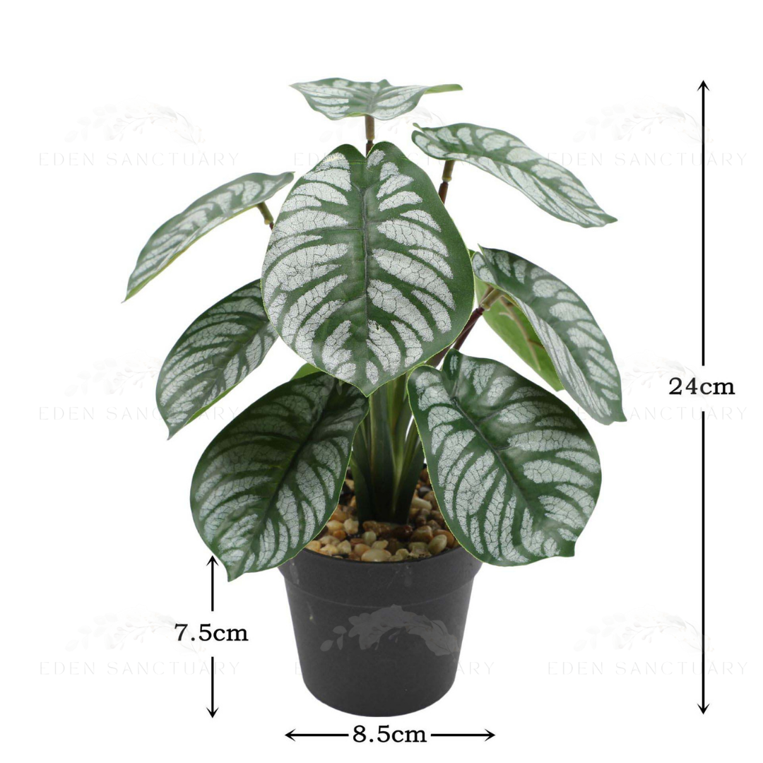 Calathea Zebrina
