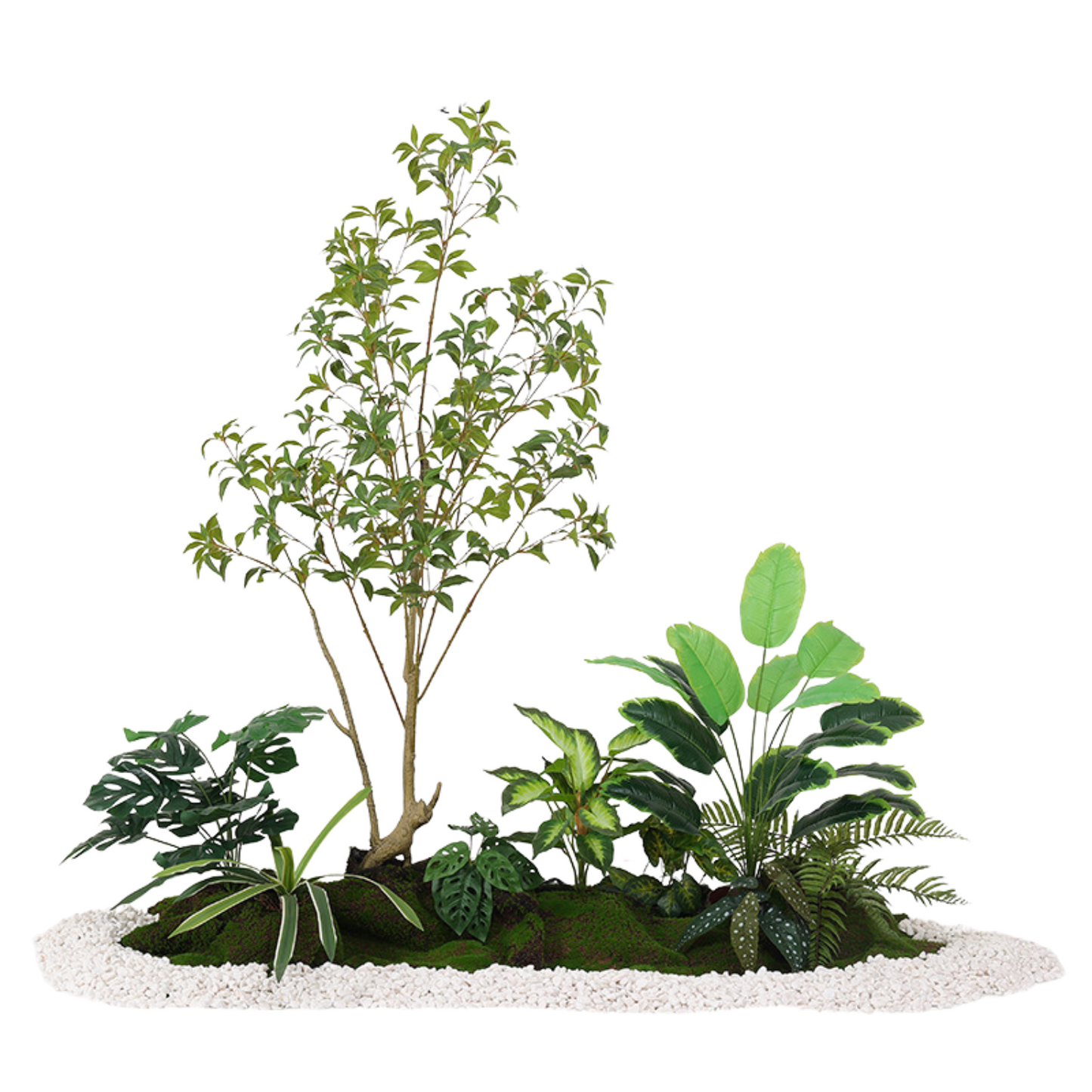 Japanese Andromeda & Traveller's Palm Set 1.6m (L) x 1.5m (H) x 1.0m (W)