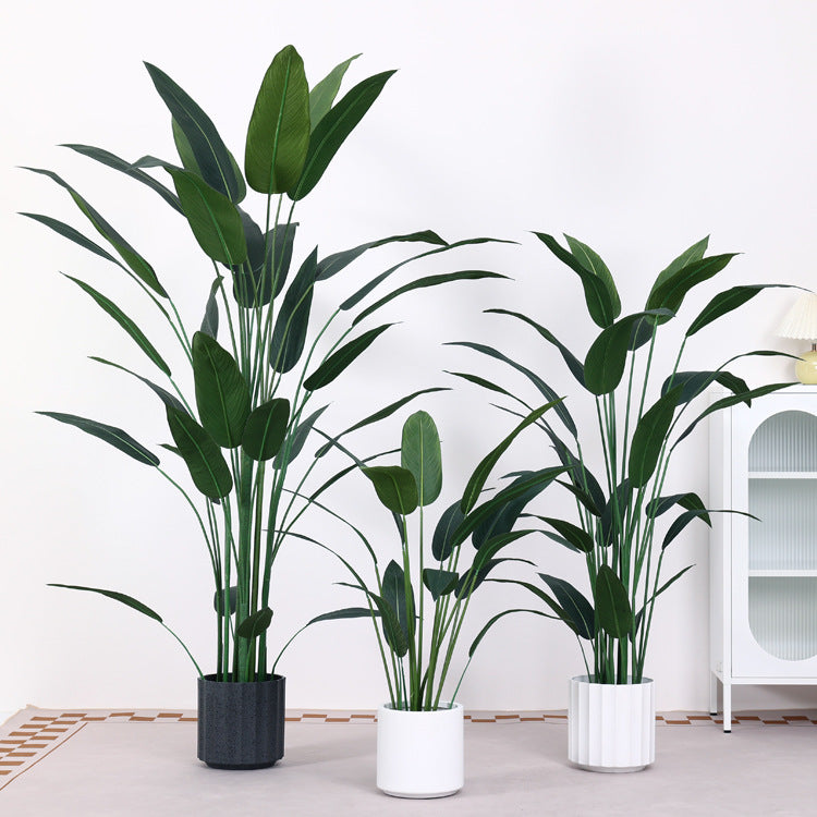 Bird Of Paradise Plant