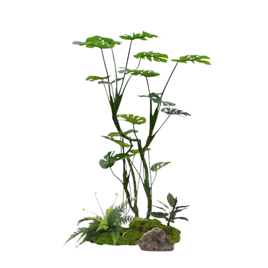 Monstera Set